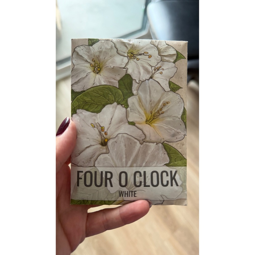 Seed Needs White Four O Clock Flower Seeds Heirloom Pollinator 60 Seeds 1 Pack